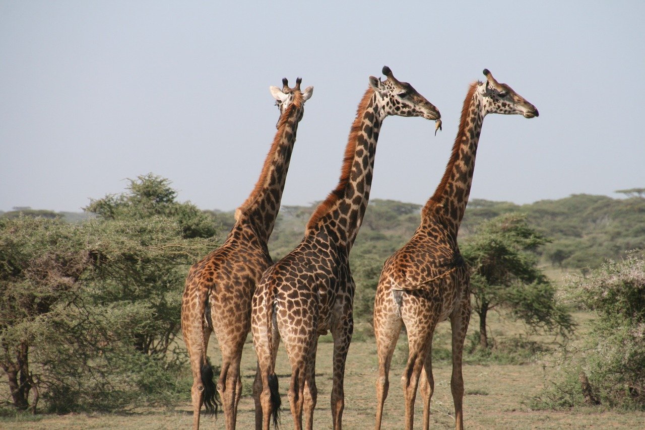 giraffe-1330814_1280.jpg