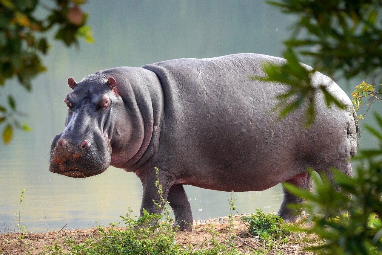 hippo-3647749_1280.jpg