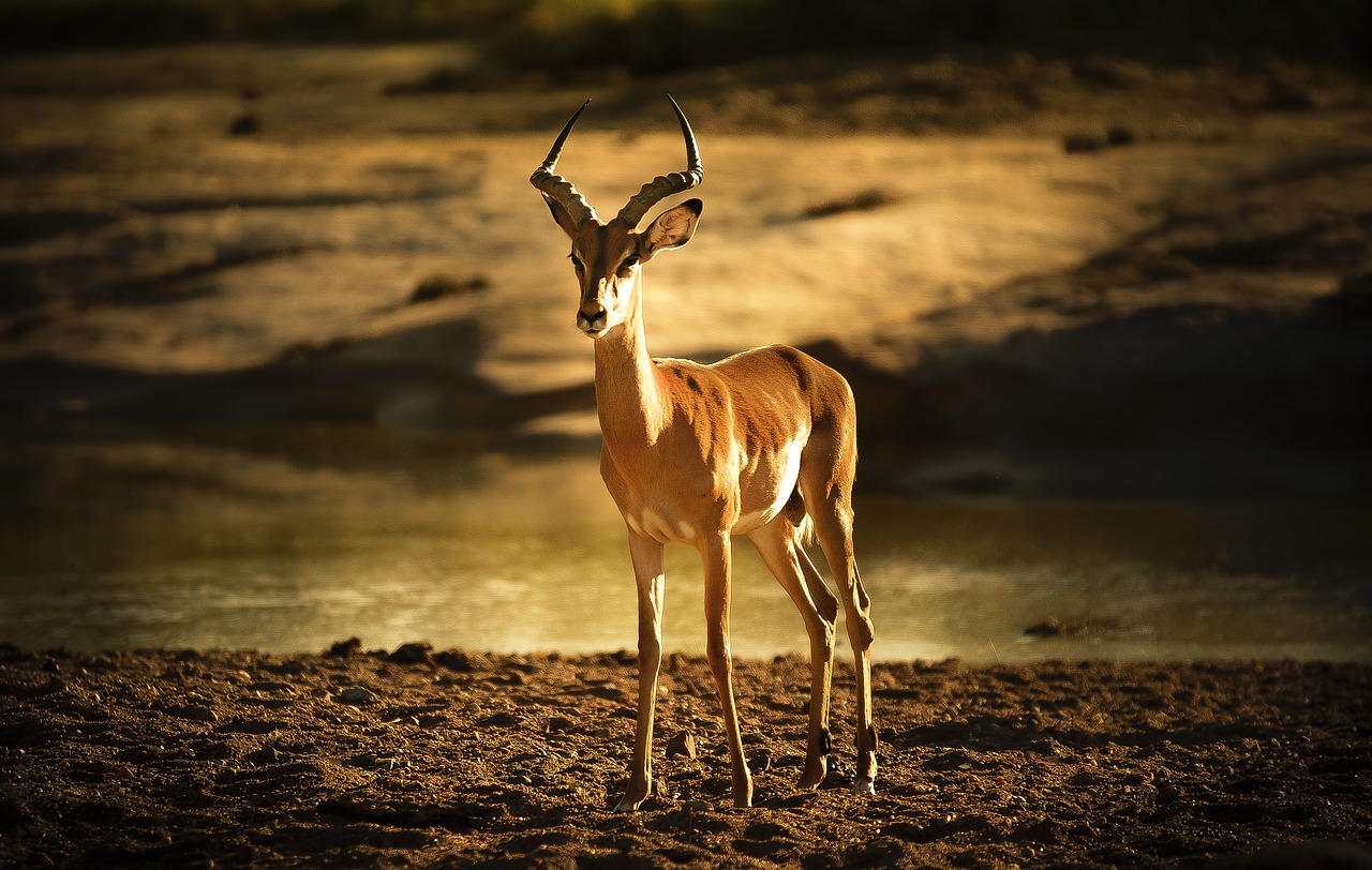 impala-2815439_1280.jpg