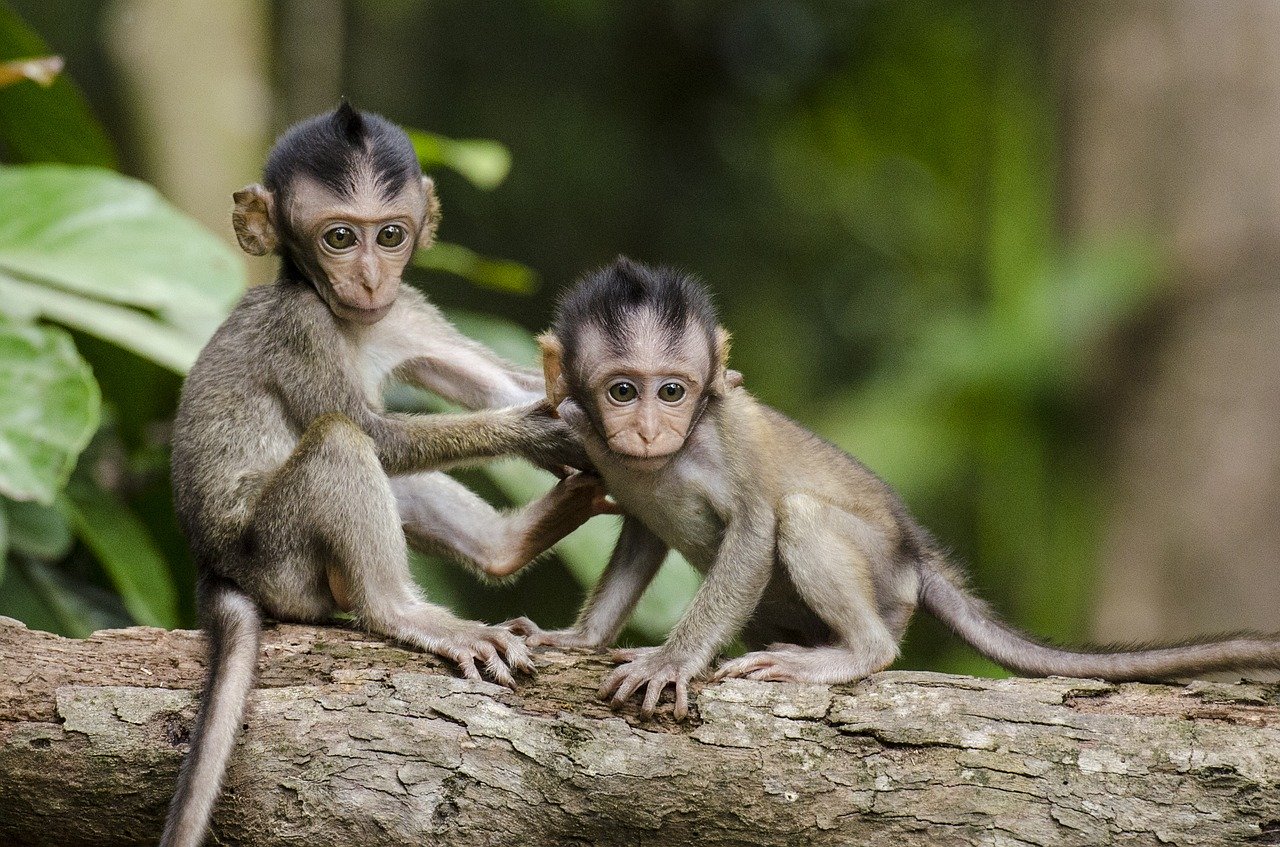 monkeys-768641_1280.jpg