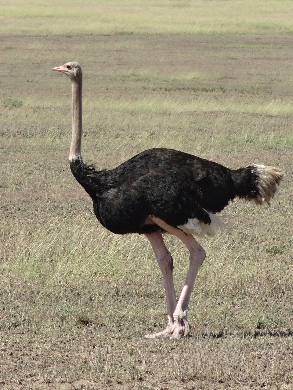 ostrich-341989_1280.jpg