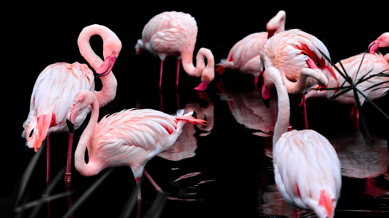 pink-flamingo-3206415_1280.jpg