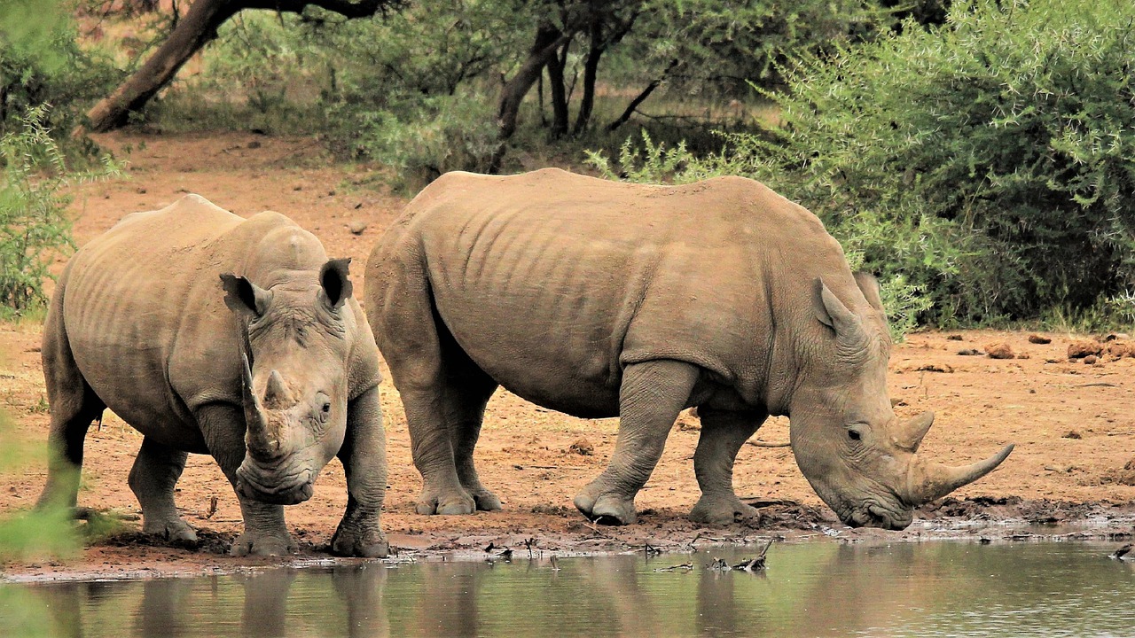 white-rhino-5023912_1280.jpg