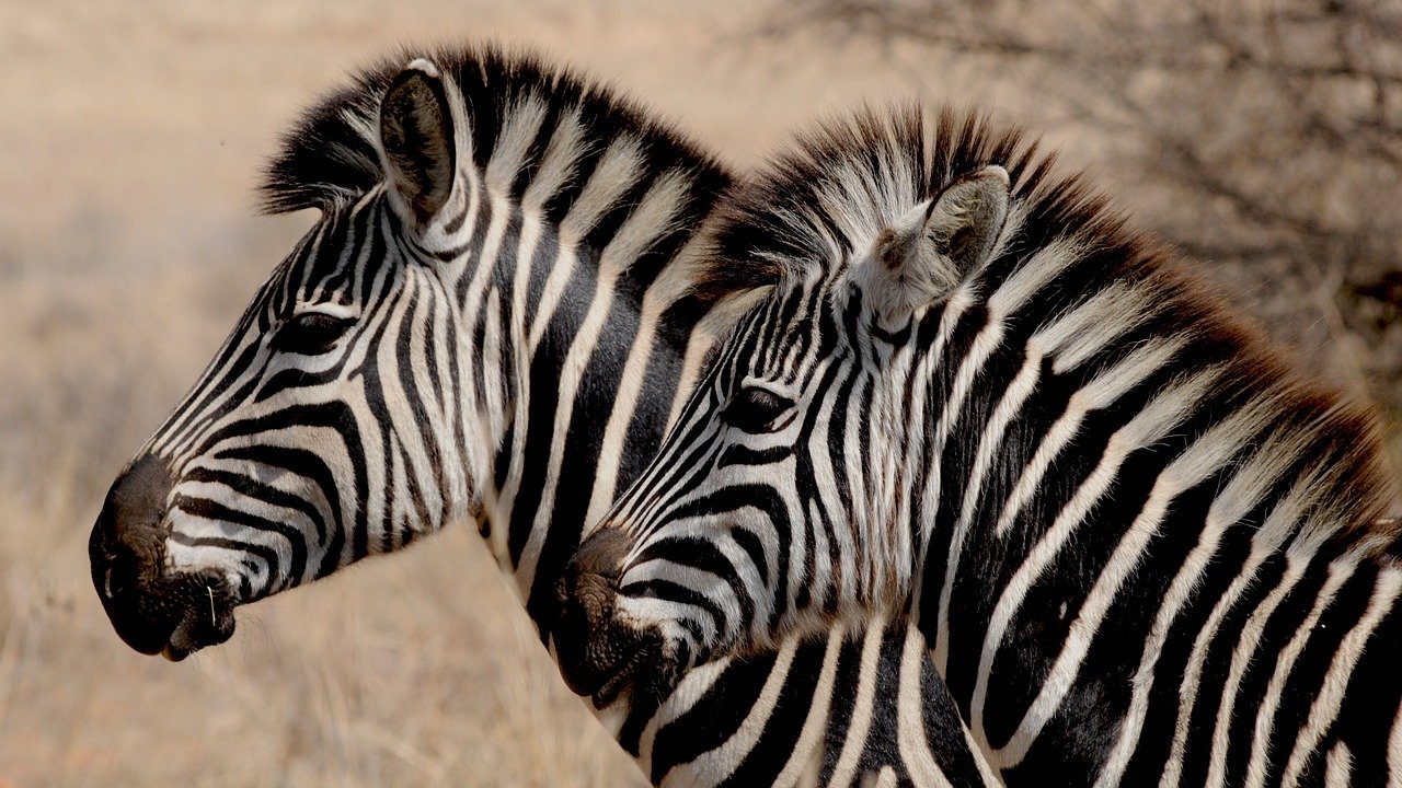 zebra-927272_1280.jpg