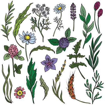 93875375-colorful-hand-drawn-flowers-and-herbs-vector-set.jpg