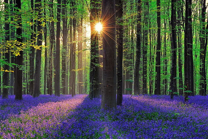 TVlS.bluebells_blooming_hallerbos_forest_belgium_7_jpg.jpg