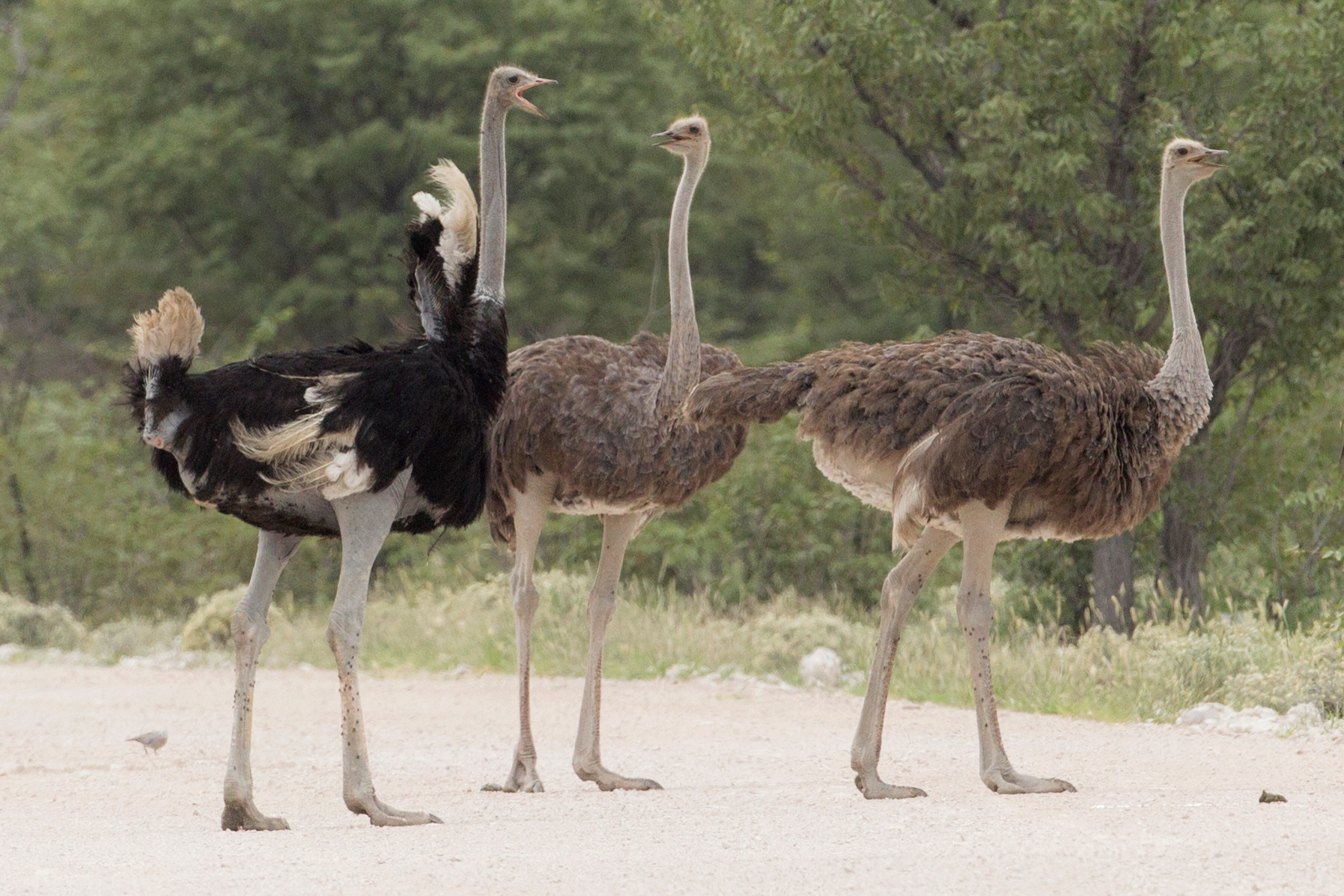 Struthio_camelus_-_Etosha_2014_(3).jpg