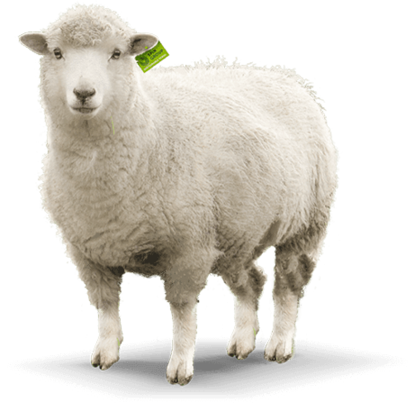 Sheep.png