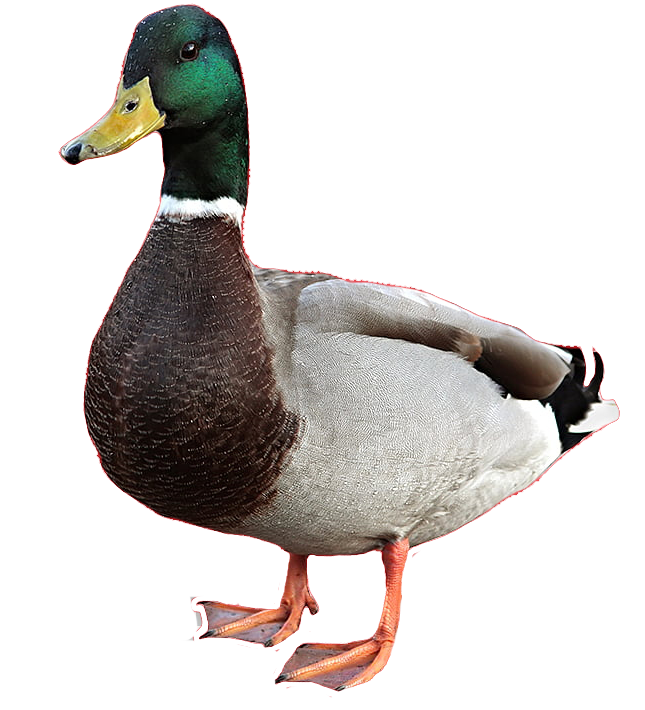 duck.png