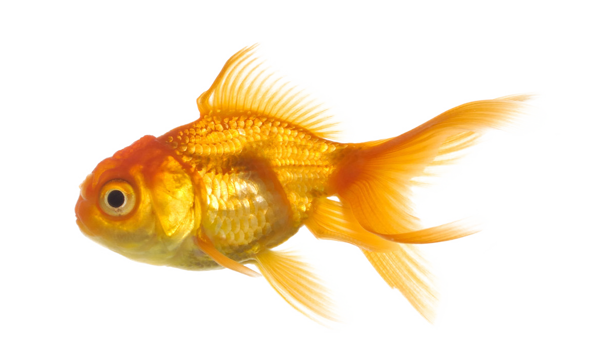 fish.png