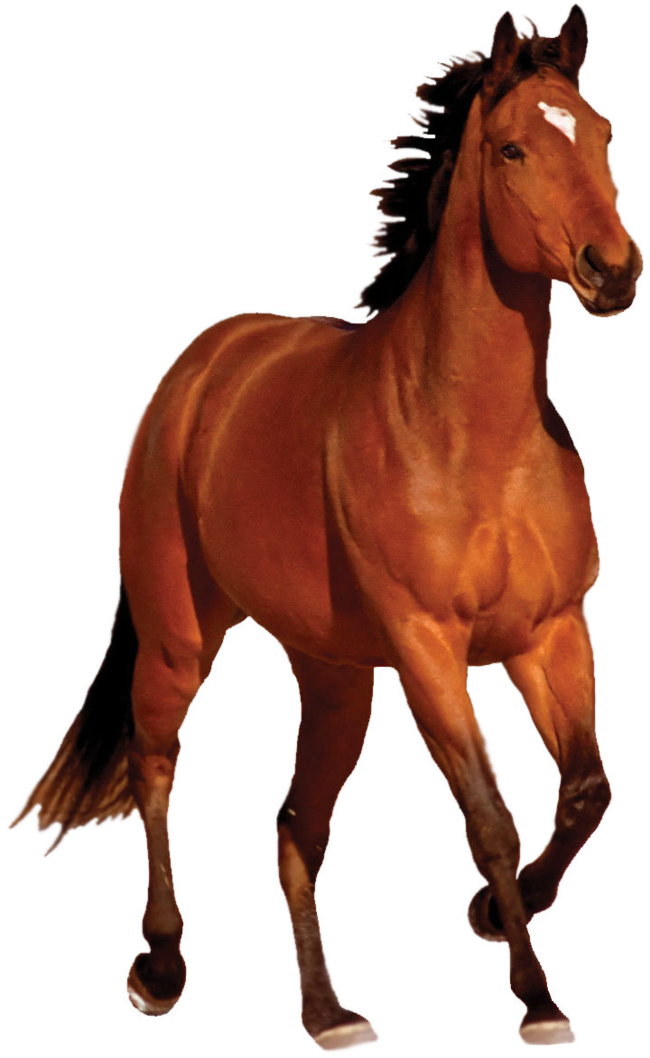 horse.png