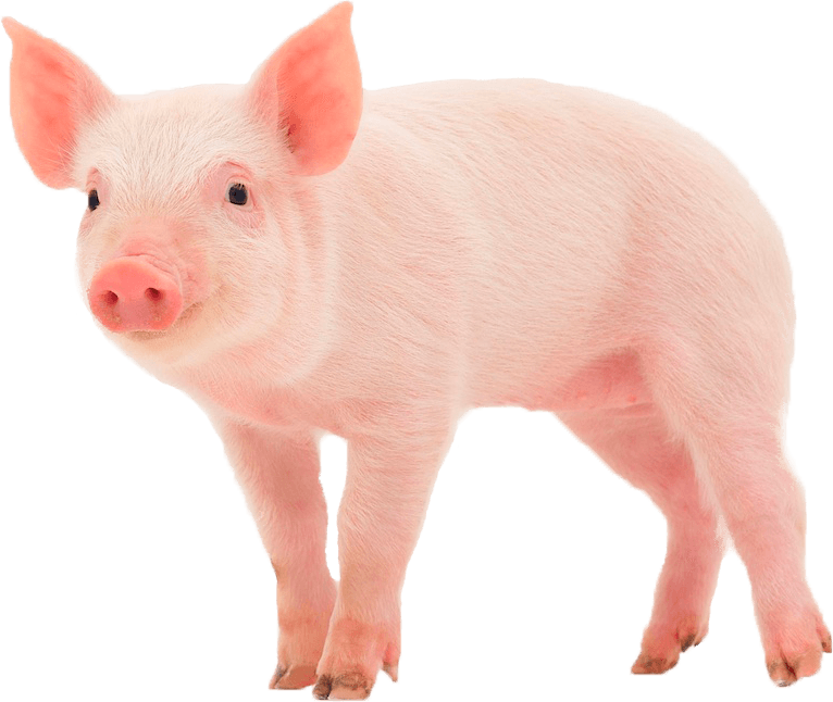 pig.png