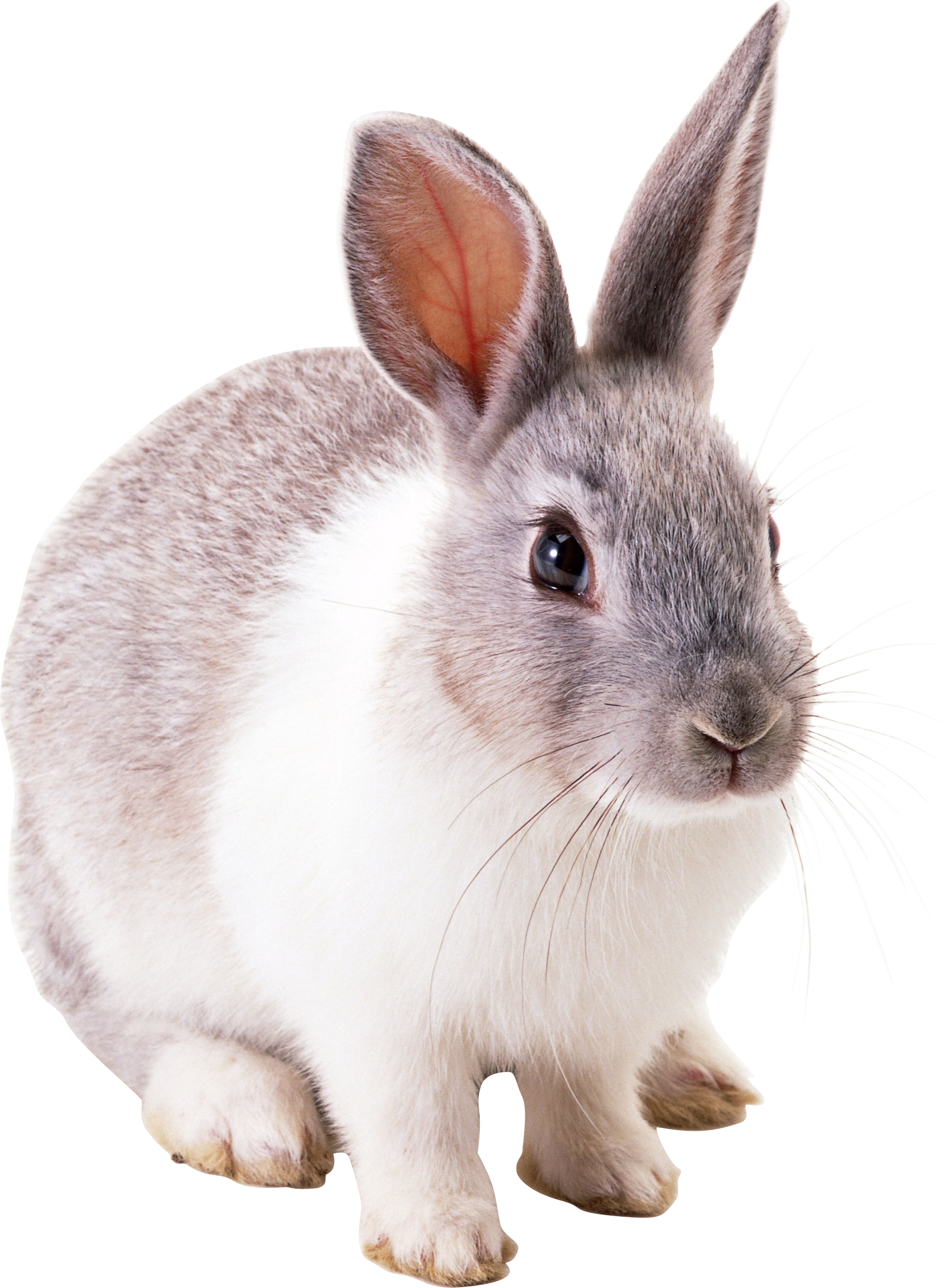 rabbit.png