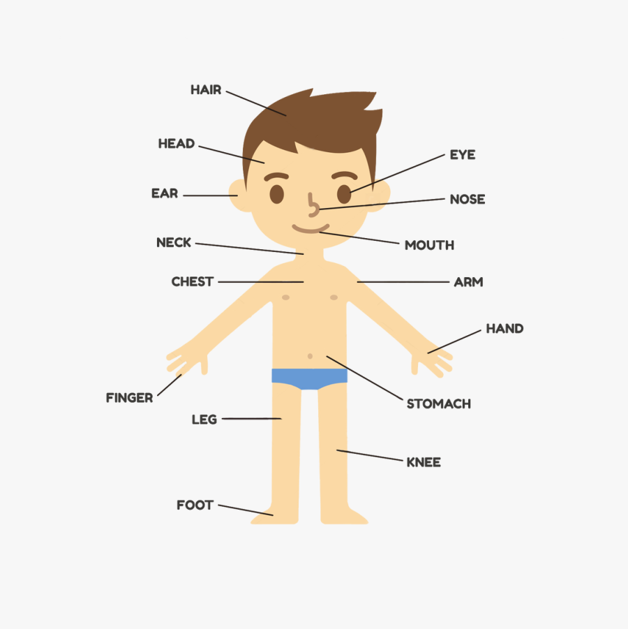 221-2210544_body-parts-png-human-body-kids.png