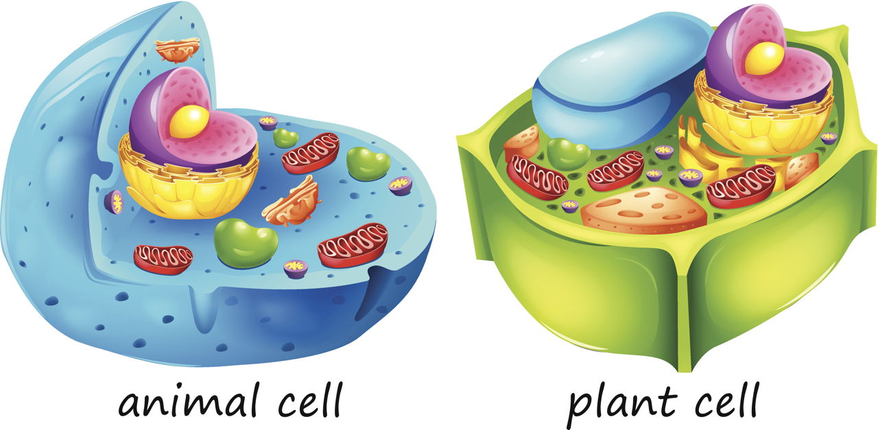 cell.jpg