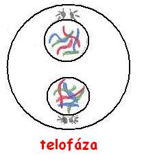 telofaza.jpg