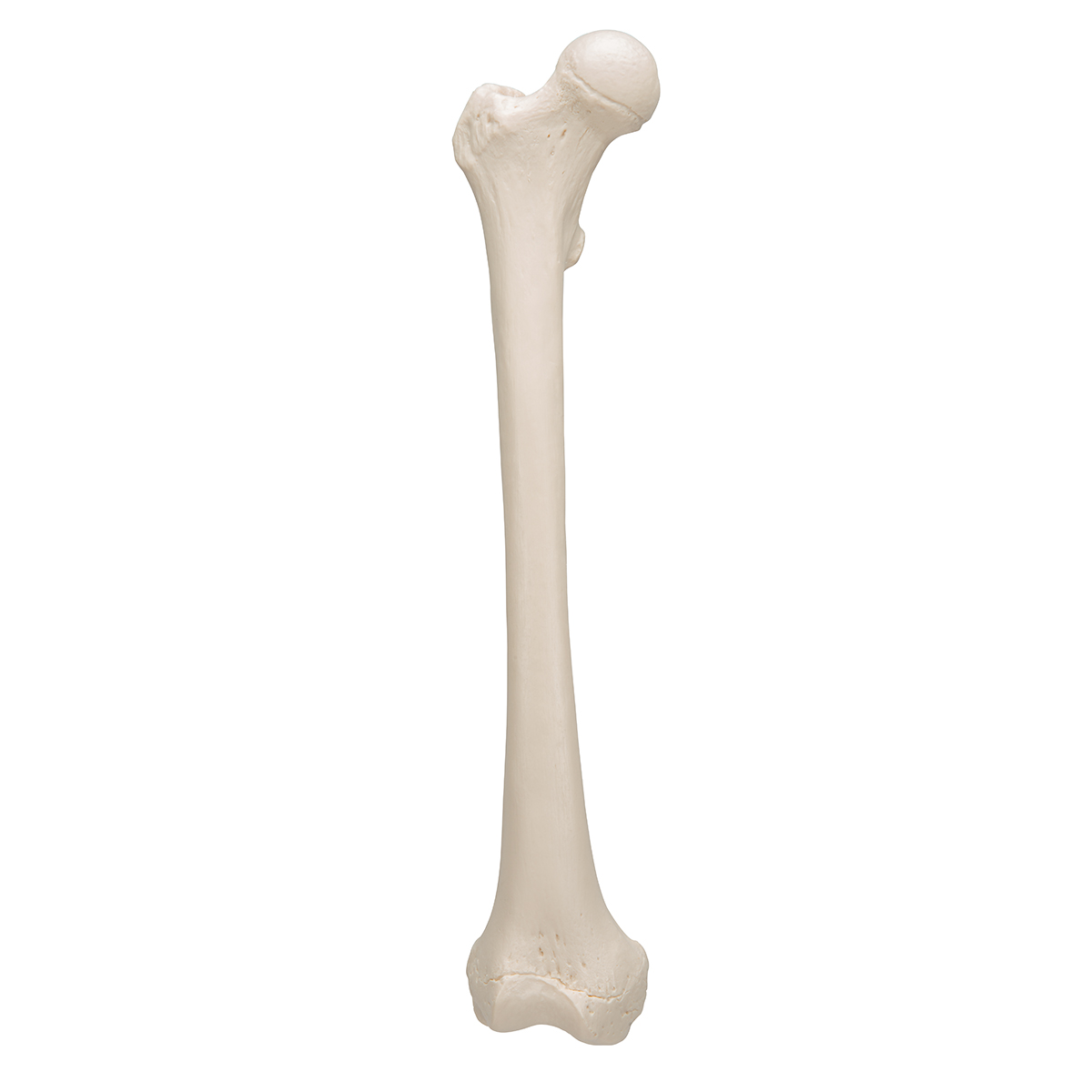 A35-1_06_1200_1200_Human-Femur-3B-Smart-Anatomy.jpg