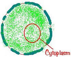 cytoplazma.jpg