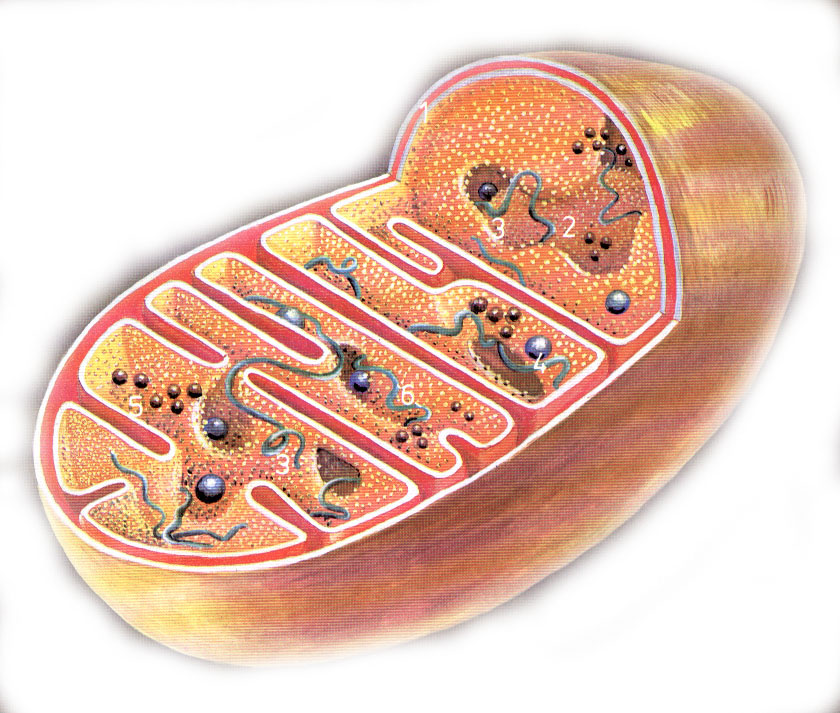 mitochondrie.jpg