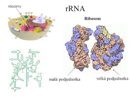 ribozómy.jpg
