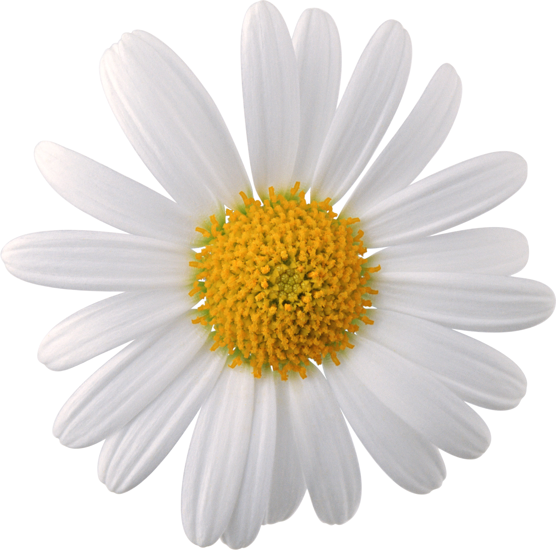 Camomile-Face-PNG.png