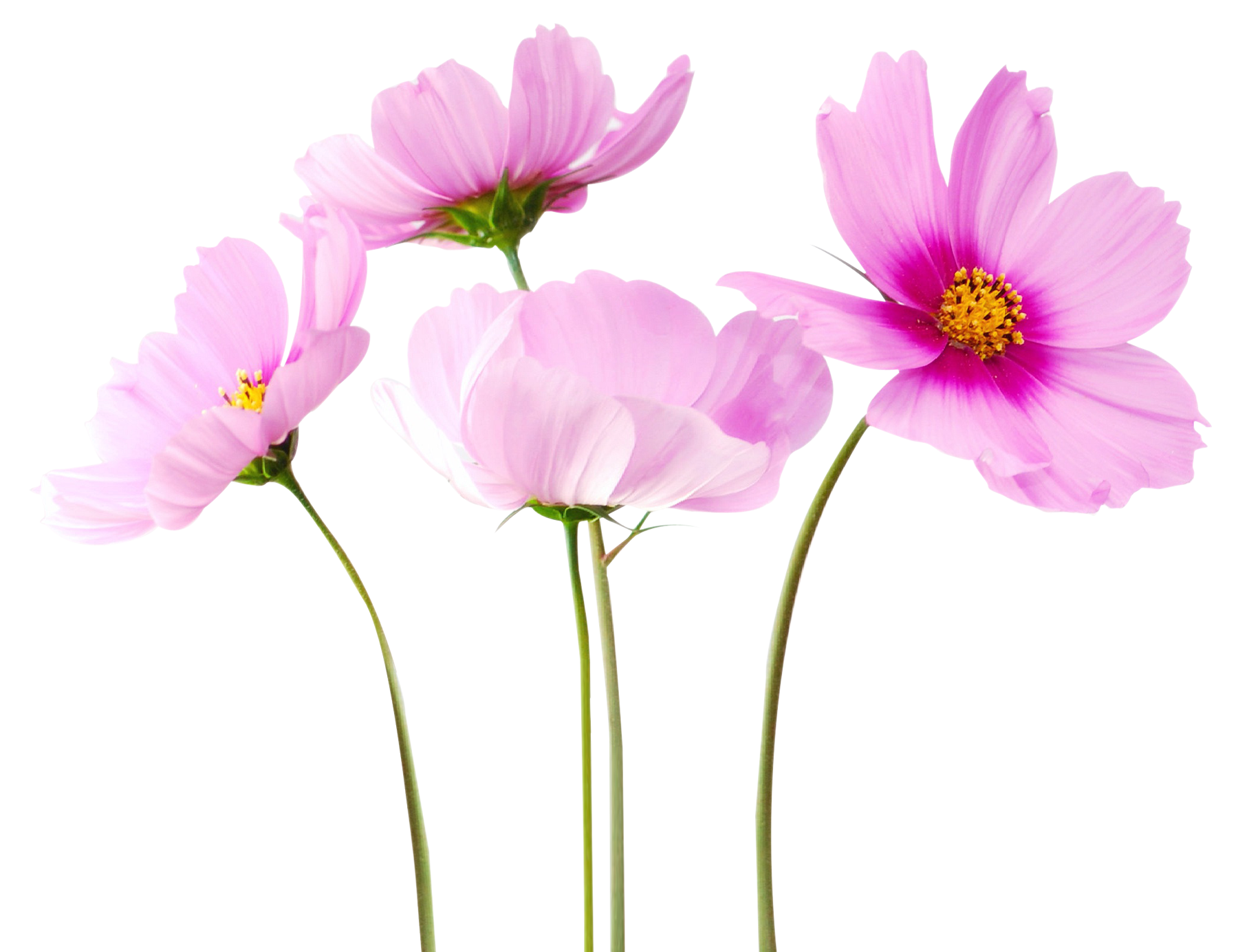 Cosmea-Flower-PNG-Image.png