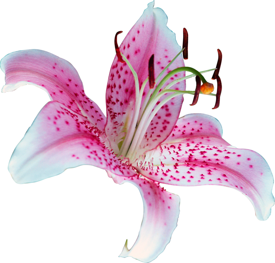 unrestricted___lily_flower_png_by_frozenstocks-d5prs5w.png