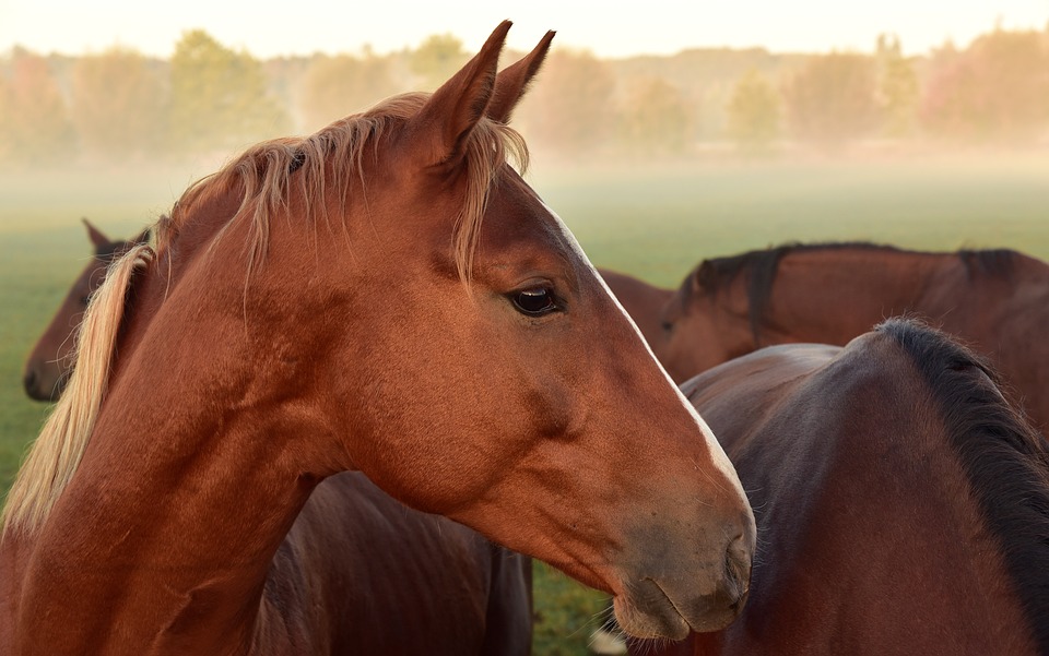 konik.jpg