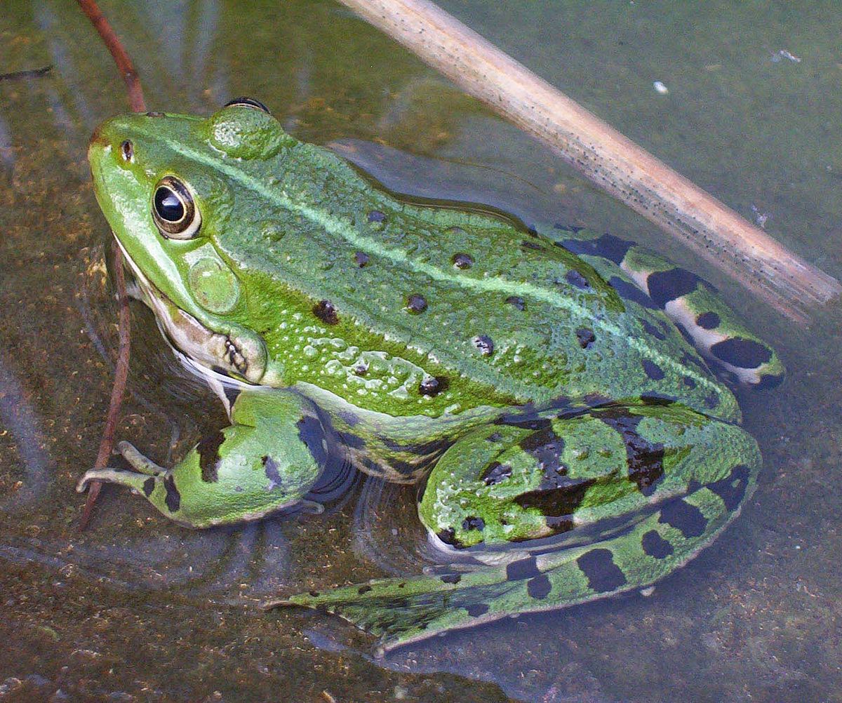 1200px-Teichfrosch.jpg