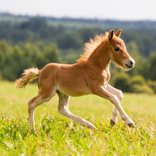 FOAL-d059b5026d89881f8962d8852b931081.jpg