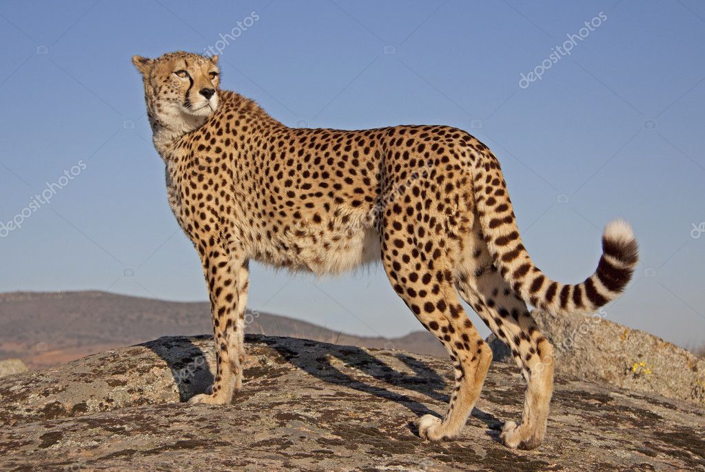 gepard1.jpg