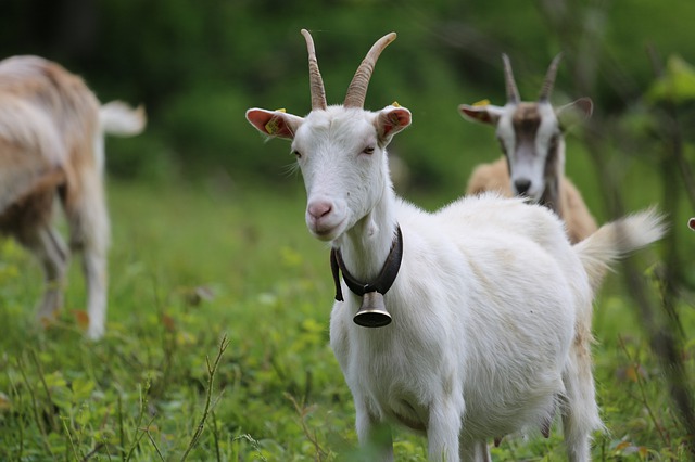 goat-4576978_640.jpg